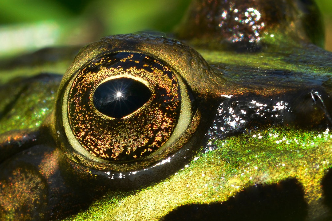 découvrez l'importance de la biodiversité pour notre planète. explorez comment la diversité des espèces et des écosystèmes joue un rôle crucial dans l'équilibre de la nature, la santé humaine et le développement durable.