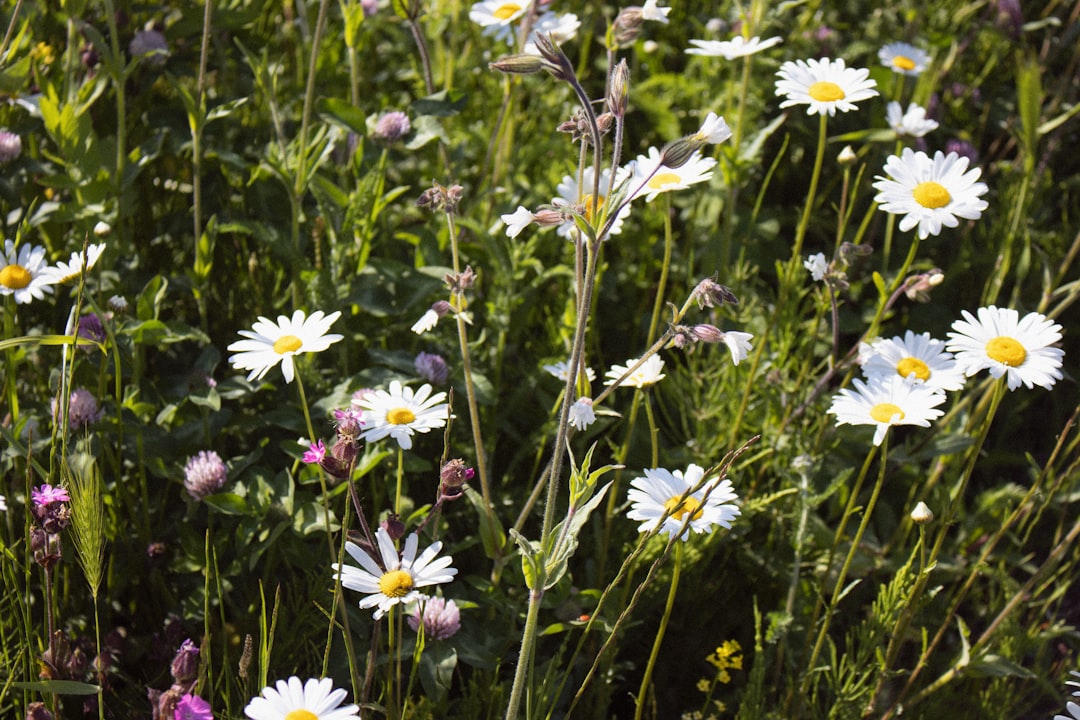 découvrez l'importance de la biodiversité et son rôle crucial dans la préservation des écosystèmes. apprenez comment la diversité des espèces contribue à notre bien-être et à la stabilité de notre planète.