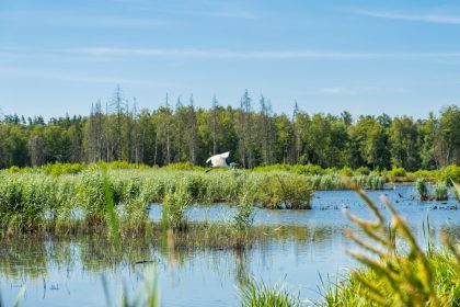 découvrez l'importance de la biodiversité pour notre planète : des écosystèmes sains aux bienfaits pour l'humanité, explorez comment chaque espèce joue un rôle essentiel dans l'équilibre de la nature.