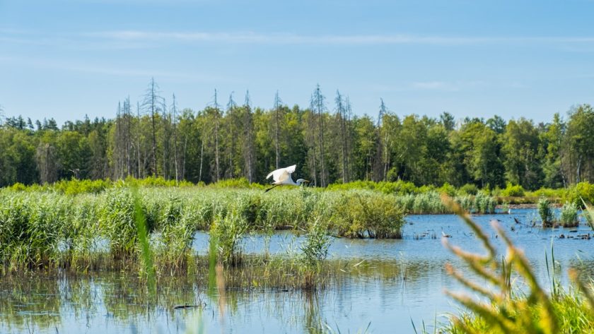 découvrez l'importance de la biodiversité pour notre planète : des écosystèmes sains aux bienfaits pour l'humanité, explorez comment chaque espèce joue un rôle essentiel dans l'équilibre de la nature.