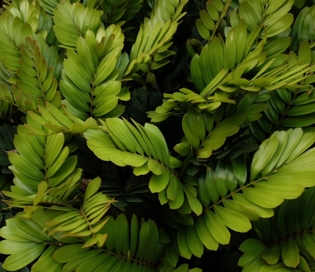 découvrez l'écologie, science essentielle pour comprendre les interactions entre les êtres vivants et leur environnement. explorez les enjeux de la biodiversité, du développement durable et des solutions pour préserver notre planète.