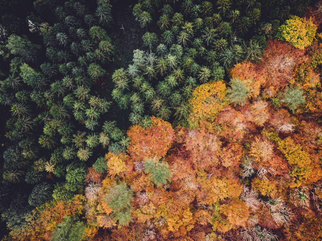découvrez l'écologie, la science qui étudie les interactions entre les êtres vivants et leur environnement. explorez les enjeux environnementaux, la biodiversité et les solutions durables pour préserver notre planète.
