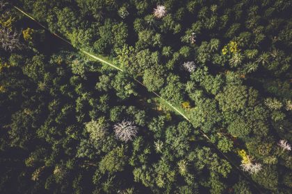 découvrez le monde fascinant de l'écologie, une science essentielle qui étudie les interactions entre les êtres vivants et leur environnement. apprenez comment préserver notre planète et encourager un développement durable pour les générations futures.