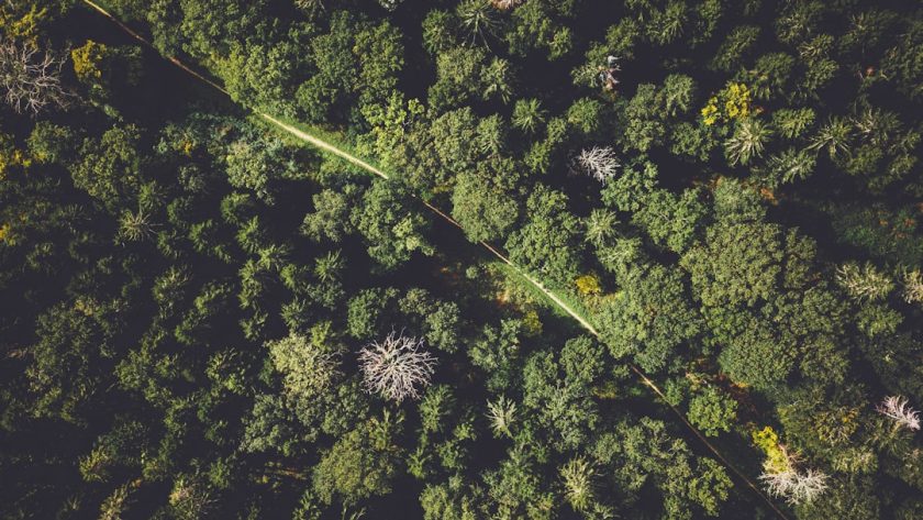 découvrez le monde fascinant de l'écologie, une science essentielle qui étudie les interactions entre les êtres vivants et leur environnement. apprenez comment préserver notre planète et encourager un développement durable pour les générations futures.