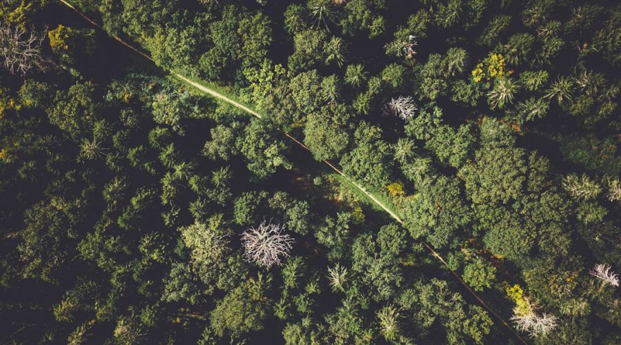 découvrez le monde fascinant de l'écologie, une science essentielle qui étudie les interactions entre les êtres vivants et leur environnement. apprenez comment préserver notre planète et encourager un développement durable pour les générations futures.