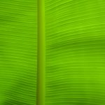 découvrez les espaces verts cachés de votre ville, des oasis de tranquillité et de nature à explorer pour échapper au tumulte urbain. idéal pour les promenades, le pique-nique ou la méditation, ces jardins secrets vous invitent à vous ressourcer dans un cadre apaisant.