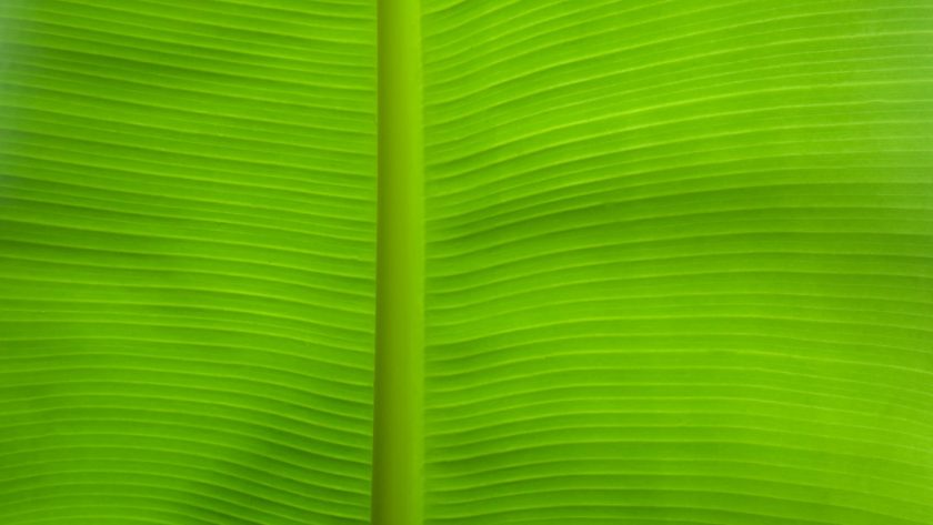 découvrez les espaces verts cachés de votre ville, des oasis de tranquillité et de nature à explorer pour échapper au tumulte urbain. idéal pour les promenades, le pique-nique ou la méditation, ces jardins secrets vous invitent à vous ressourcer dans un cadre apaisant.