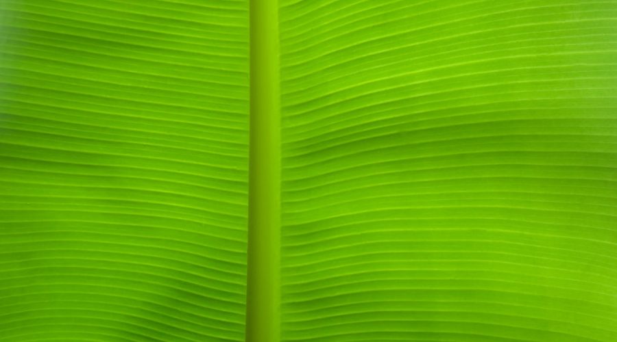 découvrez les espaces verts cachés de votre ville, des oasis de tranquillité et de nature à explorer pour échapper au tumulte urbain. idéal pour les promenades, le pique-nique ou la méditation, ces jardins secrets vous invitent à vous ressourcer dans un cadre apaisant.