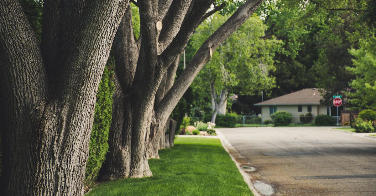 découvrez les jardins communautaires : des espaces de culture partagée qui favorisent la biodiversité, renforcent les liens sociaux et offrent une expérience unique de jardinage collaboratif. participez à des projets locaux, apprenez de nouvelles compétences et profitez des fruits de votre travail dans un environnement durable.