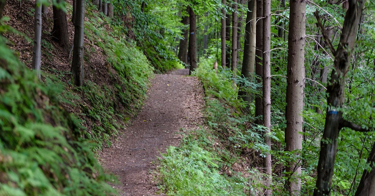 découvrez les meilleurs sentiers de randonnée à travers la nature, des conseils pour les débutants aux itinéraires pour les randonneurs expérimentés. préparez-vous à explorer des paysages époustouflants et à vivre des aventures inoubliables en plein air.