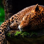 découvrez des endroits tranquilles où échapper au tumulte quotidien. profitez de la sérénité et de la beauté de la nature dans ces refuges paisibles, idéaux pour la méditation, la lecture ou simplement se ressourcer. explorez des coins secrets qui vous invitent à la détente et à la reconnexion avec vous-même.