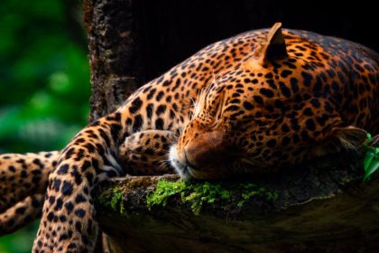 découvrez des endroits tranquilles où échapper au tumulte quotidien. profitez de la sérénité et de la beauté de la nature dans ces refuges paisibles, idéaux pour la méditation, la lecture ou simplement se ressourcer. explorez des coins secrets qui vous invitent à la détente et à la reconnexion avec vous-même.