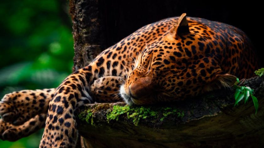 découvrez des endroits tranquilles où échapper au tumulte quotidien. profitez de la sérénité et de la beauté de la nature dans ces refuges paisibles, idéaux pour la méditation, la lecture ou simplement se ressourcer. explorez des coins secrets qui vous invitent à la détente et à la reconnexion avec vous-même.