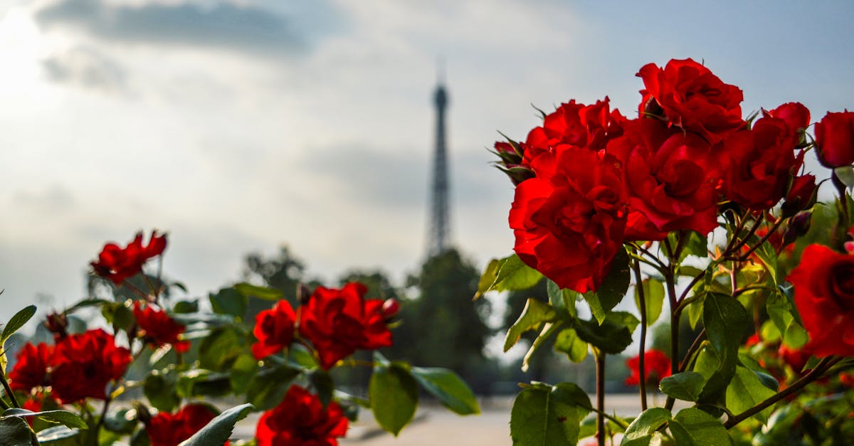 découvrez notre guide d'été à paris : activités incontournables, événements, meilleurs spots pour se détendre, et conseils pratiques pour profiter pleinement de la capitale pendant la belle saison.
