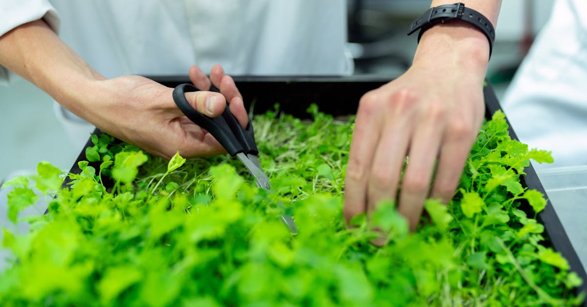 découvrez comment adopter des pratiques durables pour préserver l’environnement, améliorer la responsabilité sociale et promouvoir une économie plus respectueuse avec nos conseils et ressources sur la sustainability.
