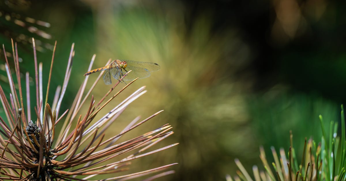 découvrez la sérénité absolue avec notre guide sur la tranquillité. apprenez des techniques pour apaiser votre esprit, améliorer votre bien-être et cultiver un environnement de paix dans votre vie quotidienne.
